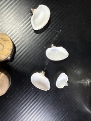 Jumping Spider Accessories Wood & Shell Platform. Two For A $1.00.