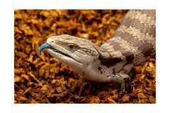 RediChip Reptile Bedding Loose Medium Coconut Chip Substrate 36 Quart Coco Hu…