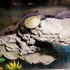 Turtle Basking Platform Tortoise Climbing Ramp Reptiles Dock Aquarium Ornament