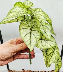 KERUIDENG Reptile Plants for Terrarium Decor, Amphibian Green Arrowhead