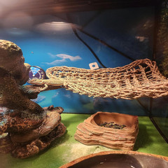 MUYG Bearded Dragon Tank Accessories with Resin Castle Decoration