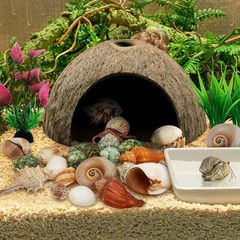Hermit Crab Shells – Natural Coconut Shell Hut with Artificial Plants, Seashe…