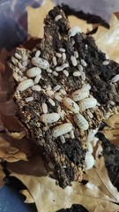 15CT+ A. Vulgare “Magic Potion” | Isopod, Bioactive, Cleanup Crew, Roly-Poly