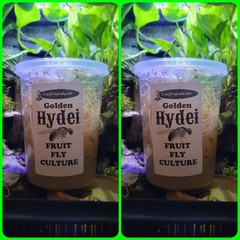 Fruit Fly Culture 8Pack Variety Live Flightless Turkish Gliders Golden and Hydei