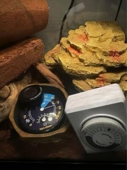 Thrive Desert Reptile Terrarium Essentials Kit – 10G (with extras)