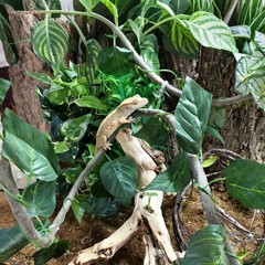 5Pcs Reptile Vines for Terrarium 13FT Flexible Jungle Climbing Vine Branch fo…