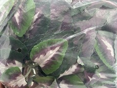 Fluker’s Repta‑Vines Purple Coleus 6 ft Artificial Hanging Terrarium Plant