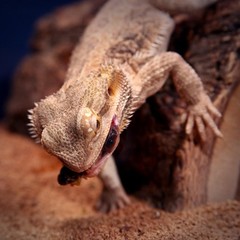 Dubia Roaches 100 Medium 1/2-3/4 in. Hand Count All Orders Plus 15%Over Count.