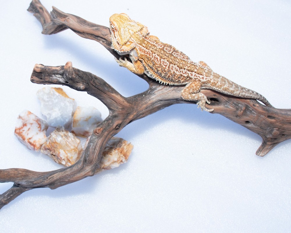Reptile Climbing Branch Decor Set: Manzanita Wood & Five Natural Stones, 19 in