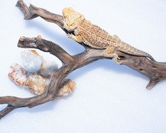 Reptile Climbing Branch Decor Set: Manzanita Wood & Five Natural Stones, 19 in