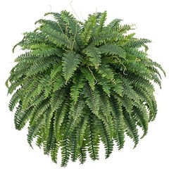50″ Artificial Boston Ferns, Fake Bush Plants, Large Faux Ferns with 96 Fronds