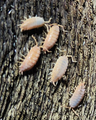 Porcellionides Pruinosus Isopods – Live Bioactive Clean‑Up Crew – Powder Orange