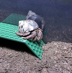 Hermit Crab Climbing Stand Tank Ornament Hide Cave Toys Accessories Supplies