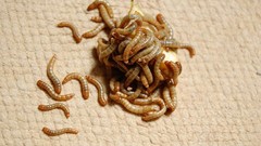 LOW PRICE Mealworms (Tenebrio Molitor) – 50 count LIVE NON-PESTS