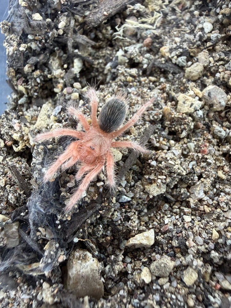 Chilean Rose Hair ‘Red’ Tarantula (Grammostola rosea RCF) – 3/4-1.25 in