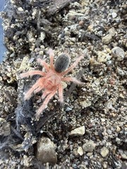 Chilean Rose Hair ‘Red’ Tarantula (Grammostola rosea RCF) – 3/4-1.25 in
