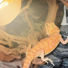 125W Self-Ballasted UVA UVB Sun Lamp for Reptiles – Ensures Healthy Habitat