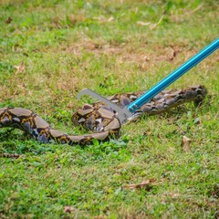 G2 60-inch Professional All-Aluminum Alloy Snake Tong Reptile Grabber Rattle …