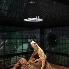 UVB Light Bulb for Reptile, 5.0 & 10.0 UVB UVA Reptile Light Bulb for Turtles…