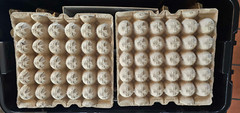 XXL Heated insect breeder box+Dubia Colony 100F/40M+1000 Small & Cleaner Crew