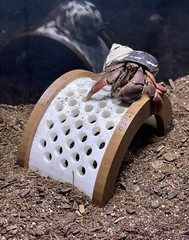 Hermit Crab Decor Climbing Bridge Ornament Tank Decoration Hermit Crab Toys