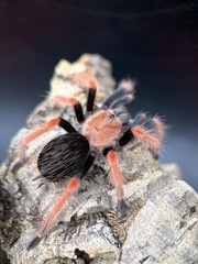 Mexican Fire Leg Tarantula (Brachypelma boehmei) – 1.5-2 in