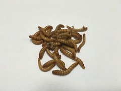 Live Mealworms (1000 -10,000 All Sizes) — Free USPS Priority Mail Shipping