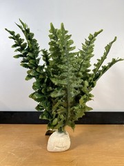 Exo Terra Boston Fern Artificial Plant for Terrariums Multi Color Medium Size