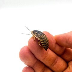 Dubia Roaches (Adult Breeding Pairs) – Live Feeder Insects for Reptiles