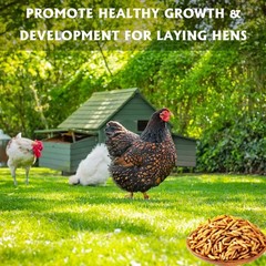 Dried Black Soldier Fly Larvae 10LB BSF Larvae for Chicken Ducks and Wild Bir…