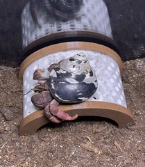 Hermit Crab Decor Climbing Bridge Ornament Tank Decoration Hermit Crab Toys