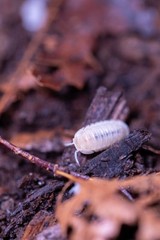 75+ Glacier Isopods LAG