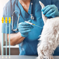 30 Pcs Artificial Insemination Dog Breeding Rods, Disposable Animals Breeding Tu