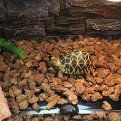 MQ Reptile Terrarium Heat Pad with LCD Digital Aquarium 5W, 5.5*6 in