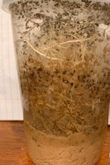 Flightless Fruit Flies (newly started 24oz Drosophila hydei culture)