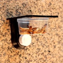 Reptiles Pet Feeding Platform Lizard Gecko Suction Cup Feed Bowl Food Container.