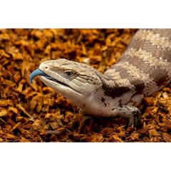 Organic Reptile Substrate Coco Chips Bioactive Bedding Snakes Geckos Tortoises