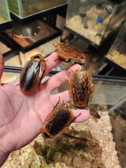 12 Count Peppered Roach Large Pet Feeder Roaches Fast 2 Day Ship Small Nymphs