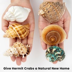 6PCS Medium Large Hermit Crab Shells | Natural Sea Conch Size 2.3″ – 3.5″, Op…