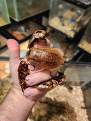 12 Count Peppered Roach Large Pet Feeder Roaches Fast 2 Day Ship Small Nymphs