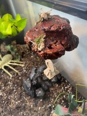 Magnetic Rock Ledges For Terrariums And Cages (Limited Edition) Small LAVA