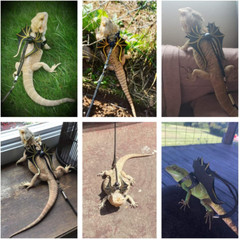 Bearded Dragon Lizard Leash Harness – 3 Size Pack Dinosaur