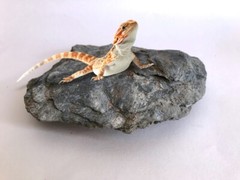 Small Reptile Basking Platform/Rock made of Phyllite Schist embedded w/Garnets
