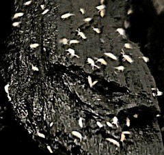 Tropical Pink Springtails (Coecobrya sp.) BUY ONE GET ONE Clean-Up-Crew/Feeders