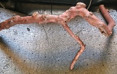 Pacific Madrone Arbutus Teranium Branch Reptile Bird Habitat