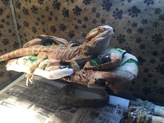 JOHN DEER PRINTS LRG RESTING BEIGE BED COVERS ONLY NO FRAME BED 4 BEARDED DRAGON