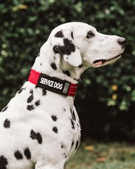 2-Pack Waterproof Collar Sleeves Fits 3/4 Inch Wide Service Dog Small Slide On