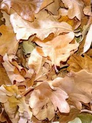 100x Dried Oak leaves natural oak leaf for terrarium Vivarium Fall Autumn decors