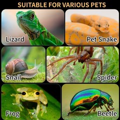 Acrylic Reptile Terrarium Easy Assembly Clear Secure 11.8×7.9×7.9 Inch Tank