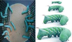 Live Goliath Tomato Horn Worm Habitat – Alive Hornworm Reptile Feeders Food